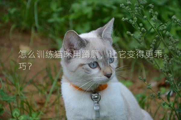 怎么训练猫咪用蹲厕，让它变得更乖巧？