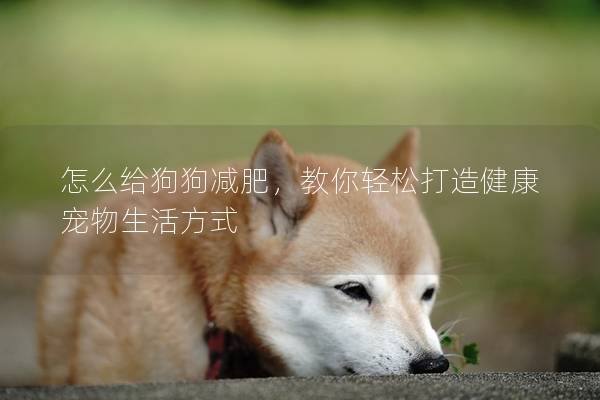 怎么给狗狗减肥，教你轻松打造健康宠物生活方式