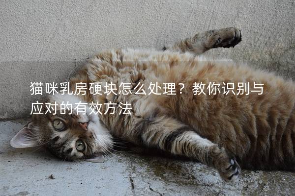 猫咪乳房硬块怎么处理？教你识别与应对的有效方法