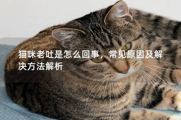 猫咪老吐是怎么回事，常见原因及解决方法解析