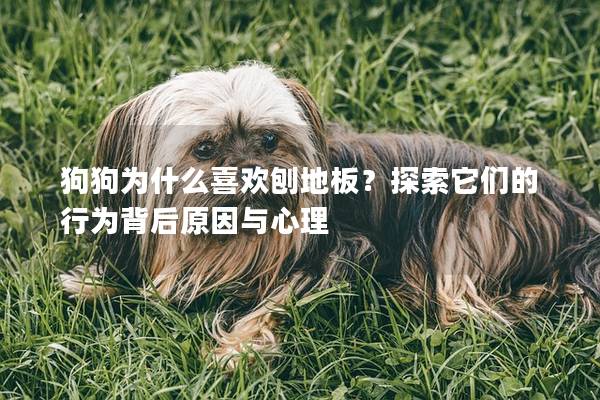 狗狗为什么喜欢刨地板？探索它们的行为背后原因与心理