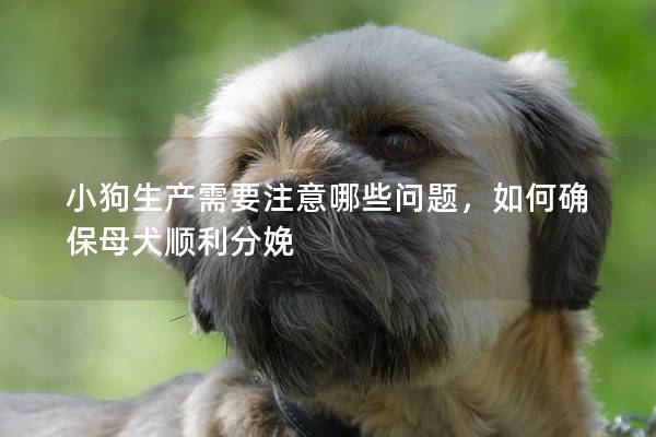 小狗生产需要注意哪些问题，如何确保母犬顺利分娩