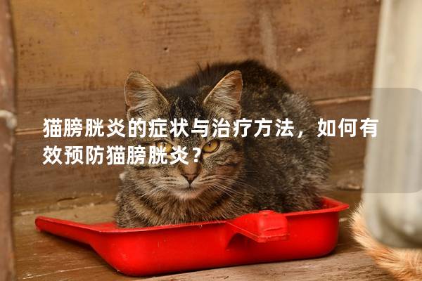 猫膀胱炎的症状与治疗方法，如何有效预防猫膀胱炎？