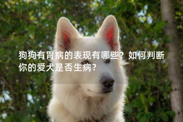 狗狗有胃病的表现有哪些？如何判断你的爱犬是否生病？