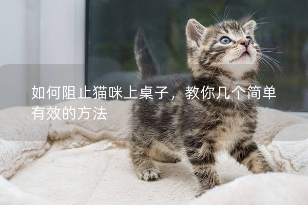 如何阻止猫咪上桌子，教你几个简单有效的方法