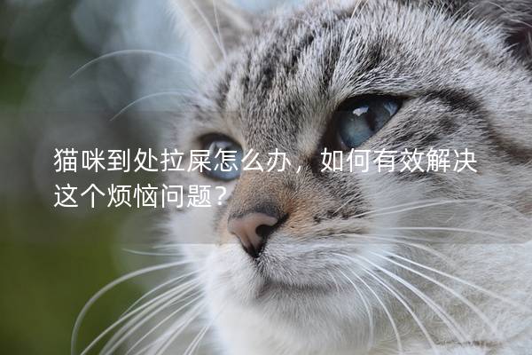 猫咪到处拉屎怎么办，如何有效解决这个烦恼问题？