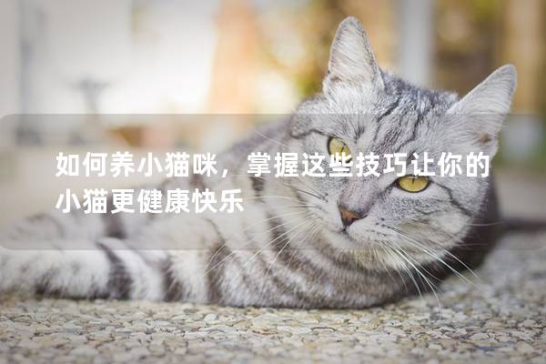 如何养小猫咪，掌握这些技巧让你的小猫更健康快乐