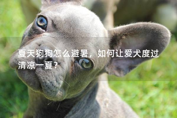 夏天狗狗怎么避暑，如何让爱犬度过清凉一夏？