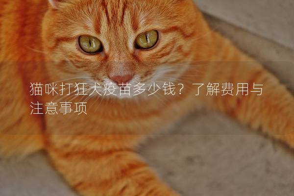 猫咪打狂犬疫苗多少钱？了解费用与注意事项