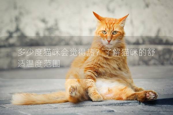 多少度猫咪会觉得热？了解猫咪的舒适温度范围