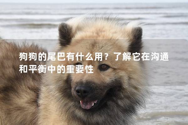 狗狗的尾巴有什么用？了解它在沟通和平衡中的重要性