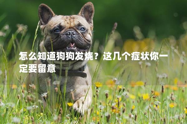 怎么知道狗狗发烧？这几个症状你一定要留意