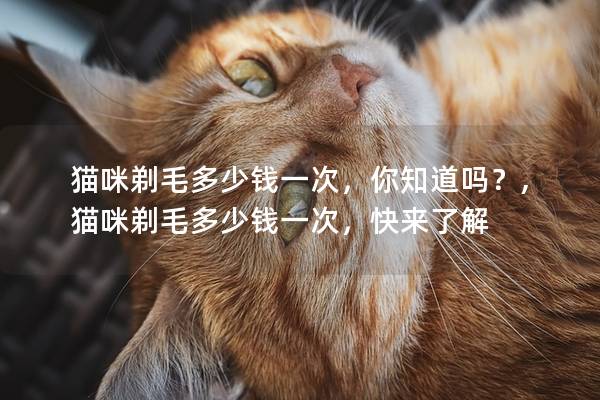 猫咪剃毛多少钱一次，你知道吗？,猫咪剃毛多少钱一次，快来了解