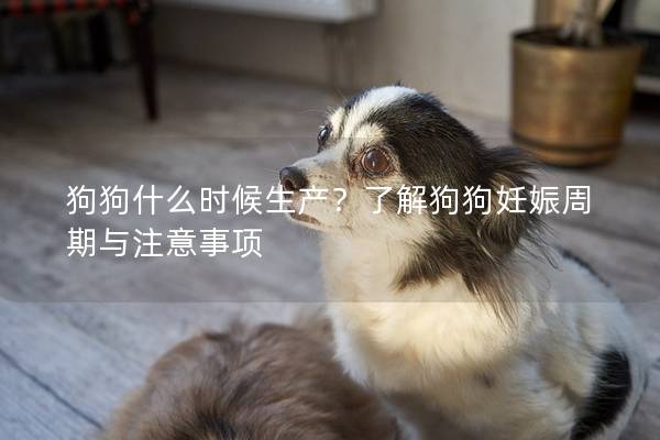 狗狗什么时候生产？了解狗狗妊娠周期与注意事项