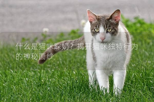 什么是猫咪踩奶？揭开猫咪独特行为的神秘面纱