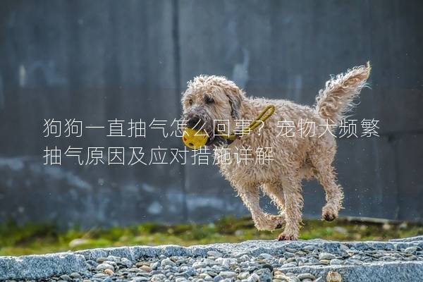 狗狗一直抽气怎么回事?宠物犬频繁抽气原因及应对措施详解