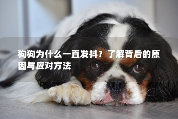 狗狗为什么一直发抖？了解背后的原因与应对方法