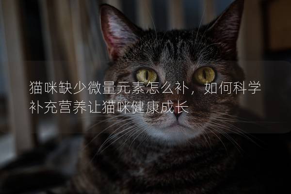 猫咪缺少微量元素怎么补，如何科学补充营养让猫咪健康成长