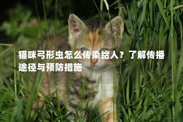 猫咪弓形虫怎么传染给人？了解传播途径与预防措施