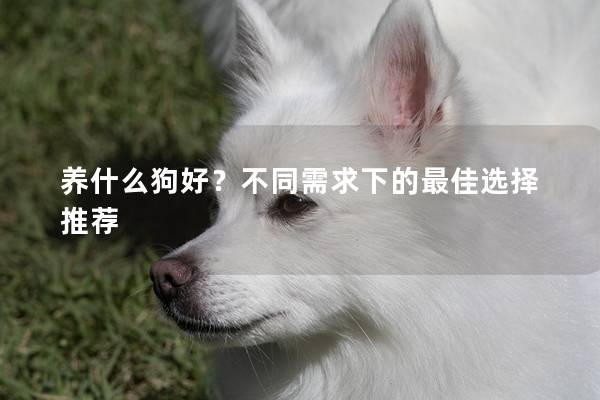 养什么狗好？不同需求下的最佳选择推荐