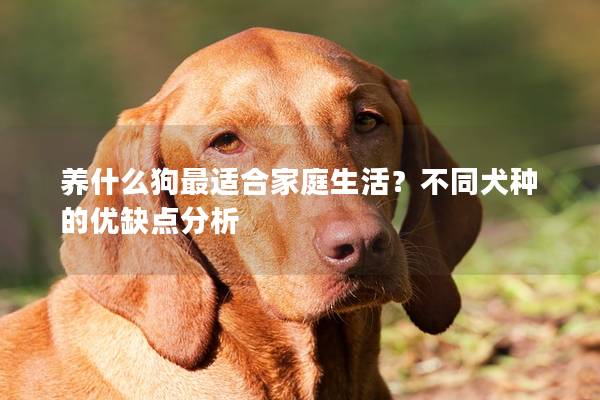 养什么狗最适合家庭生活？不同犬种的优缺点分析