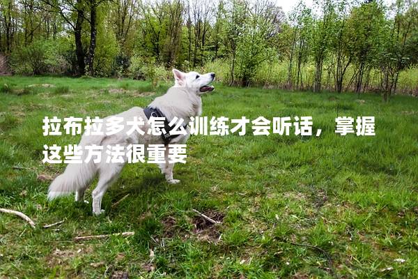 拉布拉多犬怎么训练才会听话，掌握这些方法很重要