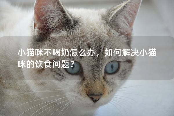 小猫咪不喝奶怎么办，如何解决小猫咪的饮食问题？