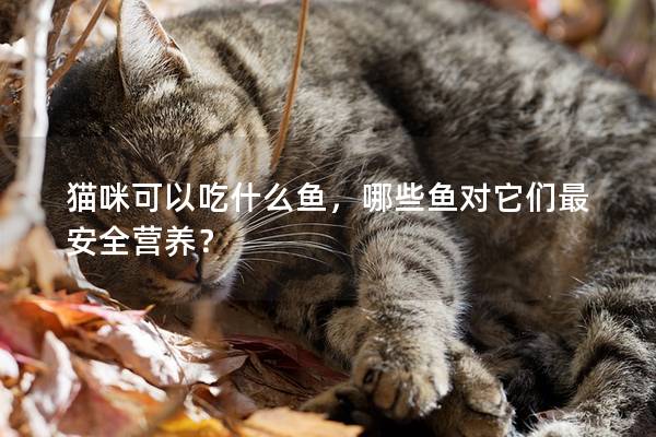 猫咪可以吃什么鱼，哪些鱼对它们最安全营养？