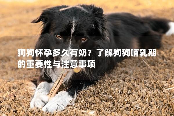 狗狗怀孕多久有奶？了解狗狗哺乳期的重要性与注意事项