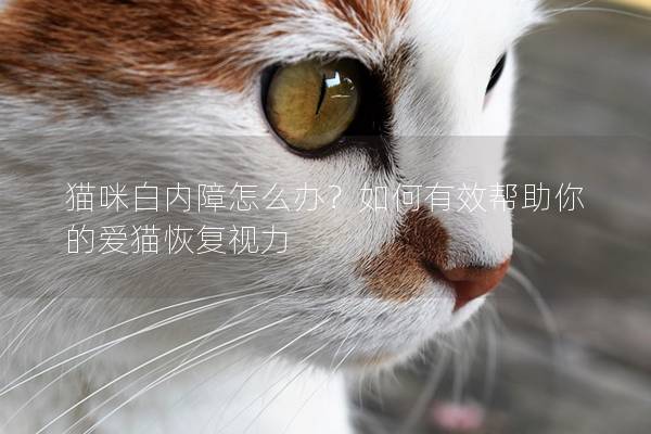 猫咪白内障怎么办？如何有效帮助你的爱猫恢复视力