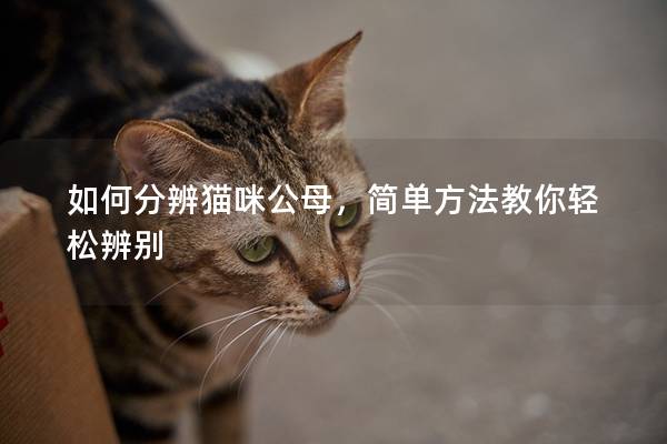 如何分辨猫咪公母，简单方法教你轻松辨别