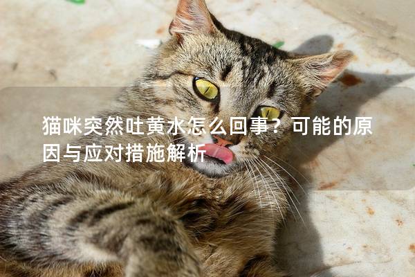 猫咪突然吐黄水怎么回事？可能的原因与应对措施解析