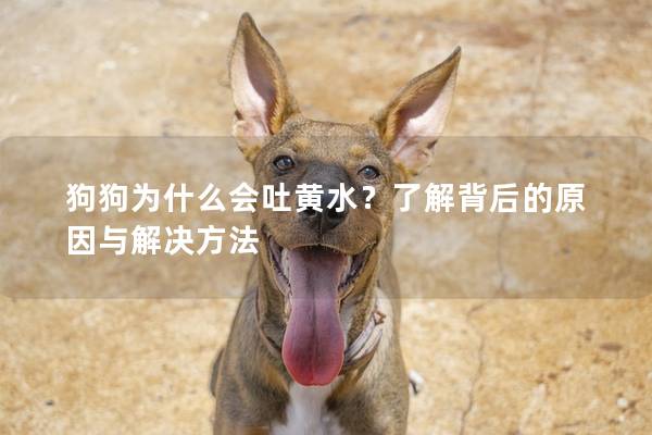 狗狗为什么会吐黄水？了解背后的原因与解决方法