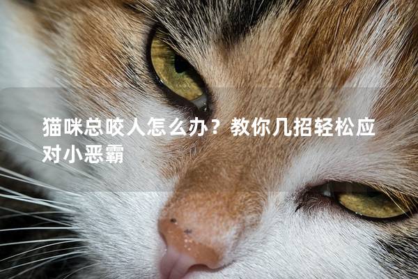 猫咪总咬人怎么办？教你几招轻松应对小恶霸