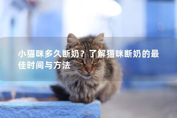 小猫咪多久断奶？了解猫咪断奶的最佳时间与方法