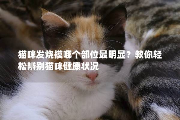 猫咪发烧摸哪个部位最明显？教你轻松辨别猫咪健康状况