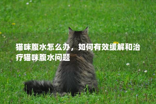 猫咪腹水怎么办，如何有效缓解和治疗猫咪腹水问题