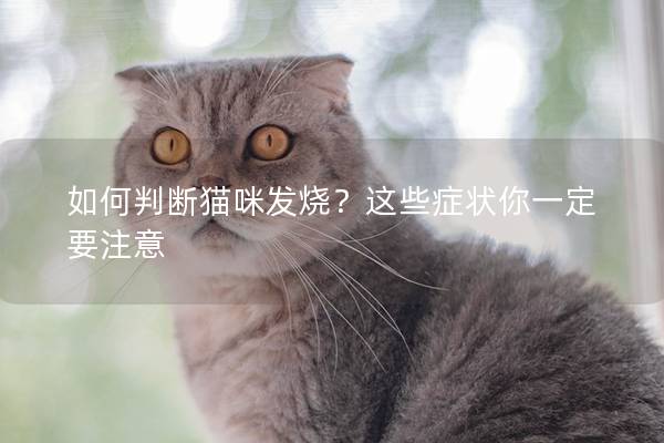 如何判断猫咪发烧？这些症状你一定要注意