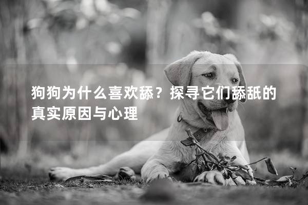 狗狗为什么喜欢舔？探寻它们舔舐的真实原因与心理