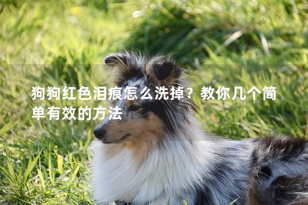 狗狗红色泪痕怎么洗掉？教你几个简单有效的方法