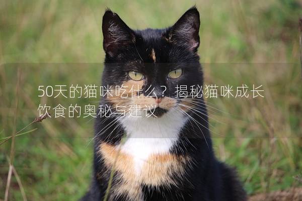 50天的猫咪吃什么？揭秘猫咪成长饮食的奥秘与建议