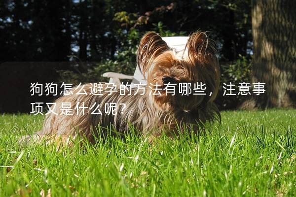 狗狗怎么避孕的方法有哪些，注意事项又是什么呢？