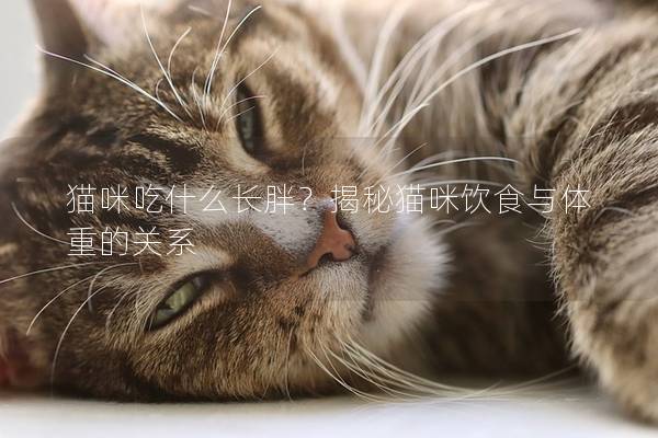 猫咪吃什么长胖？揭秘猫咪饮食与体重的关系