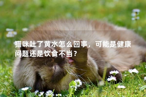 猫咪吐了黄水怎么回事，可能是健康问题还是饮食不当？