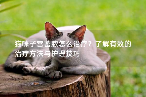 猫咪子宫蓄脓怎么治疗？了解有效的治疗方法与护理技巧