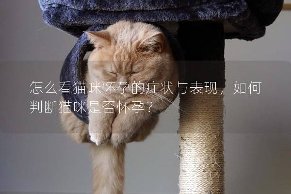 怎么看猫咪怀孕的症状与表现，如何判断猫咪是否怀孕？