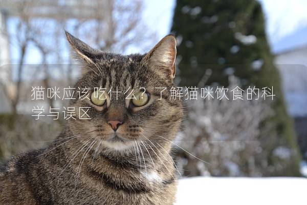 猫咪应该吃什么？了解猫咪饮食的科学与误区