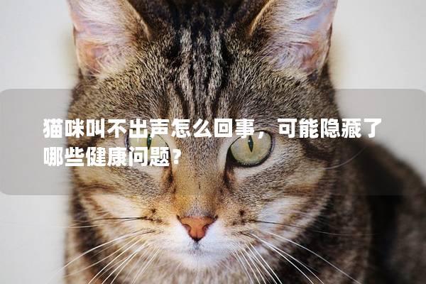 猫咪叫不出声怎么回事，可能隐藏了哪些健康问题？