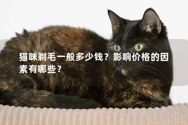 猫咪剃毛一般多少钱？影响价格的因素有哪些？