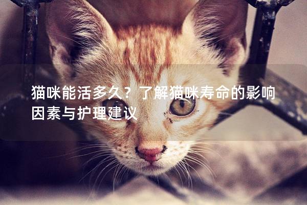 猫咪能活多久？了解猫咪寿命的影响因素与护理建议